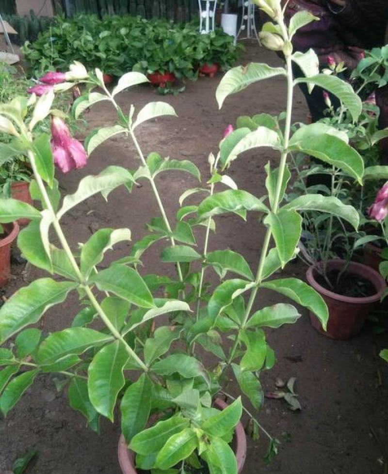 紫蝉花盆栽苗阳台庭院花朵鲜艳净化空气植物四季开花金蝉黄蝉