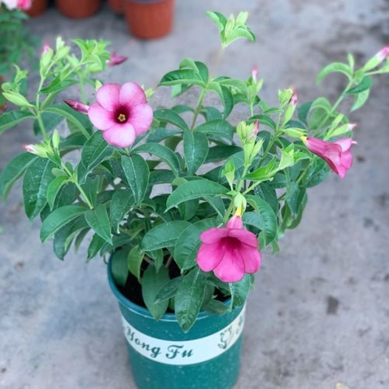 紫蝉花盆栽苗阳台庭院花朵鲜艳净化空气植物四季开花金蝉黄蝉