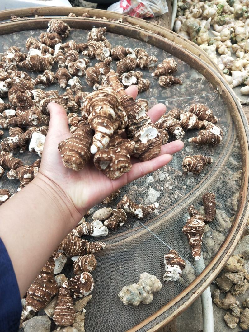 云南高杆宽晰滇野生重楼规格齐全欢迎选购