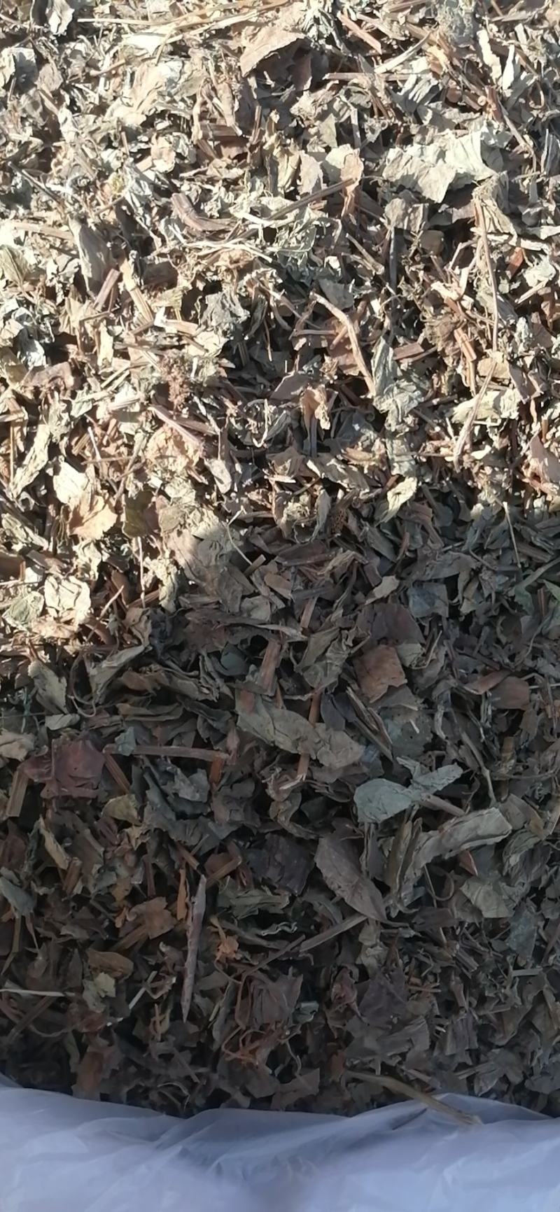 鱼腥草中药材鱼腥草中药材鱼腥草无硫无添加经营各种规格