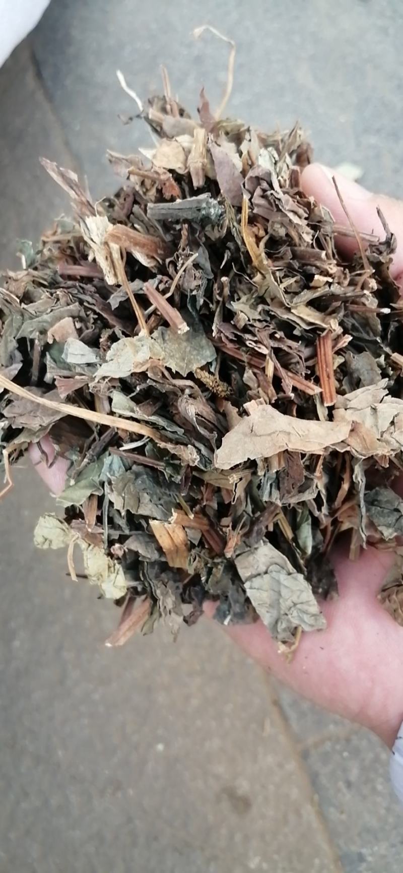 鱼腥草中药材鱼腥草中药材鱼腥草无硫无添加经营各种规格