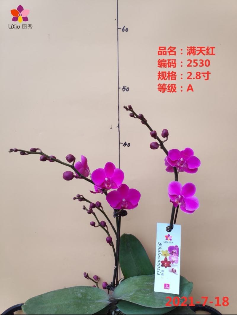 A级蝴蝶兰双剑专区特惠发货标准如图实物实拍图