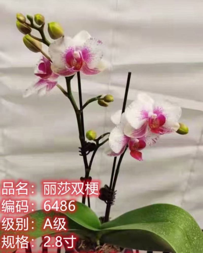 A级蝴蝶兰双剑专区特惠发货标准如图实物实拍图