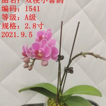 A级蝴蝶兰双剑专区特惠发货标准如图实物实拍图