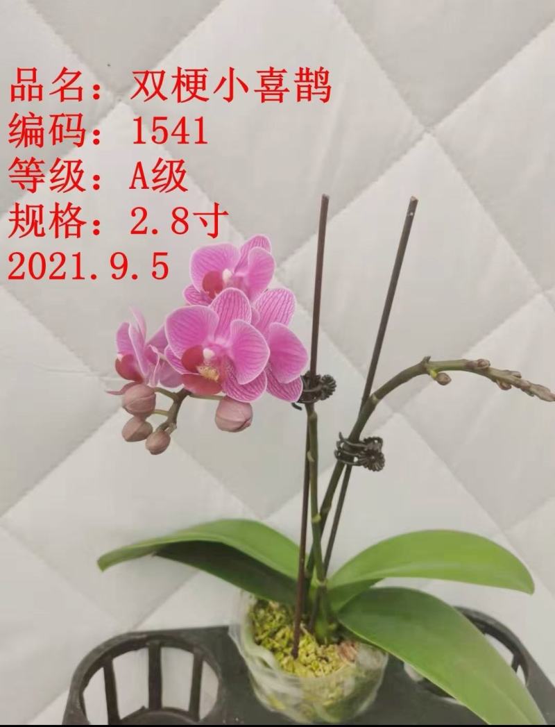 A级蝴蝶兰双剑专区特惠发货标准如图实物实拍图
