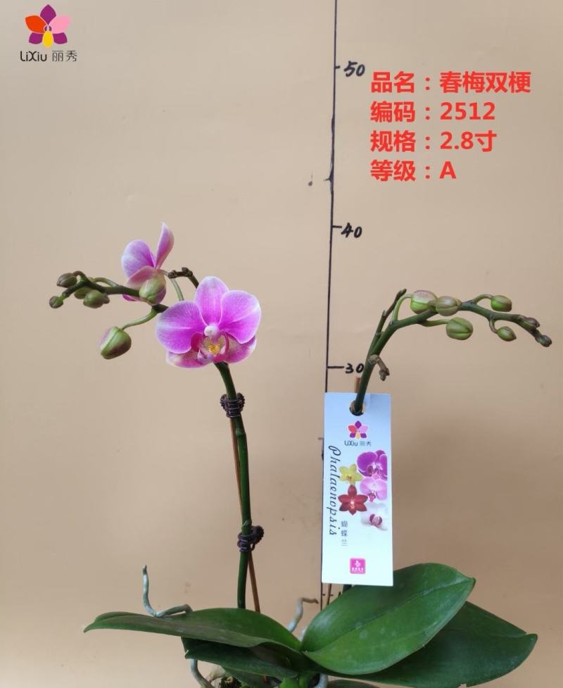 A级蝴蝶兰双剑专区特惠发货标准如图实物实拍图