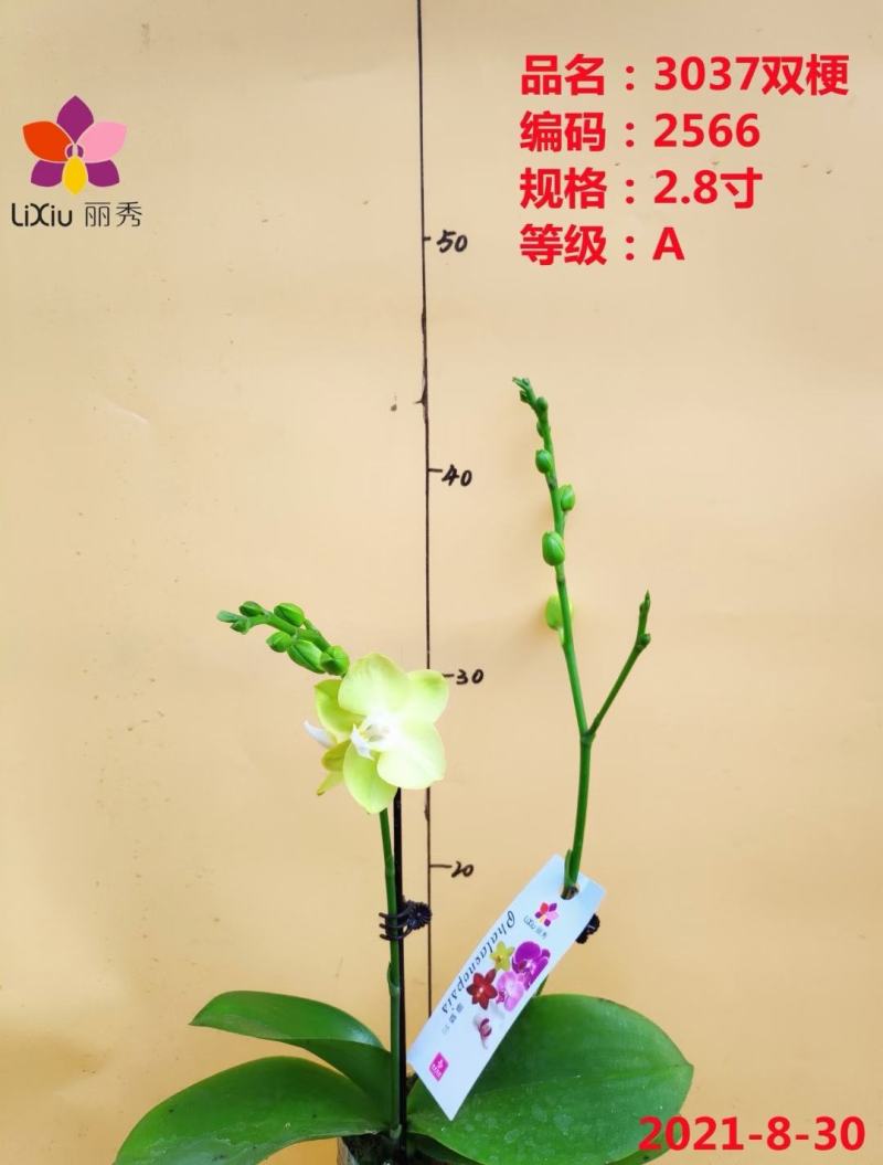 A级蝴蝶兰双剑专区特惠发货标准如图实物实拍图
