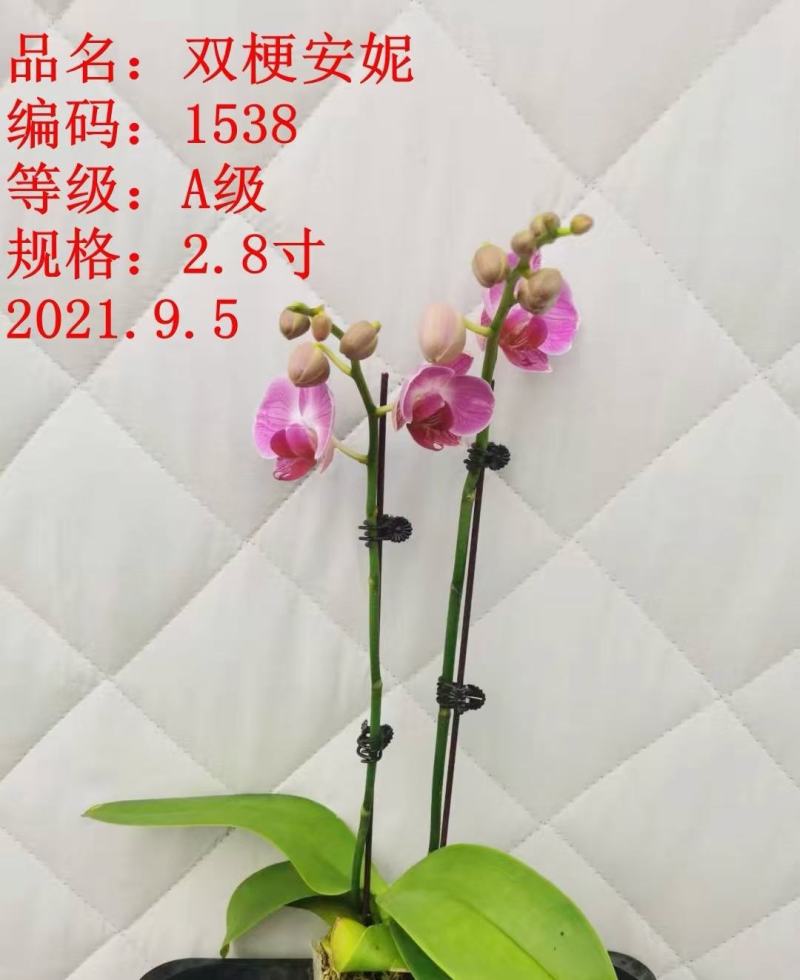 A级蝴蝶兰双剑专区特惠发货标准如图实物实拍图