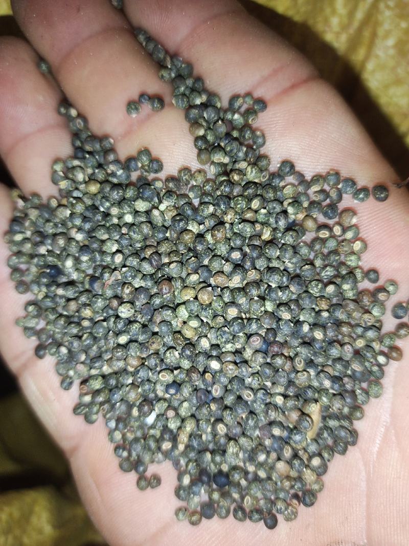 千斤拔种子