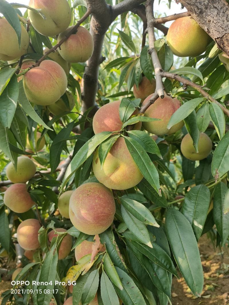 平邑县苹果