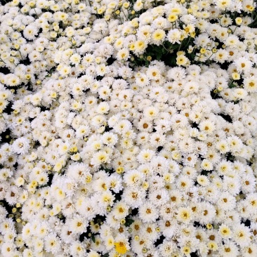 北京菊