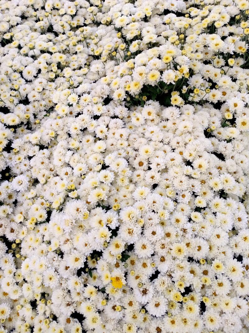 北京菊
