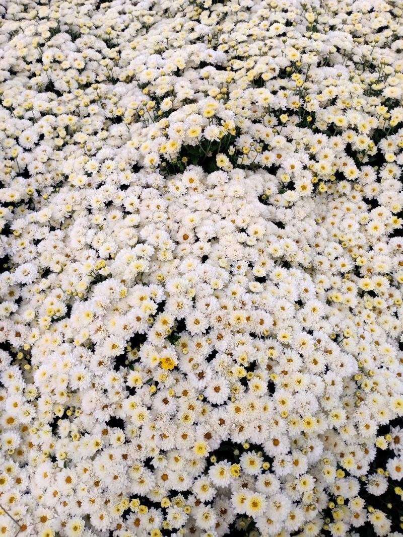 北京菊