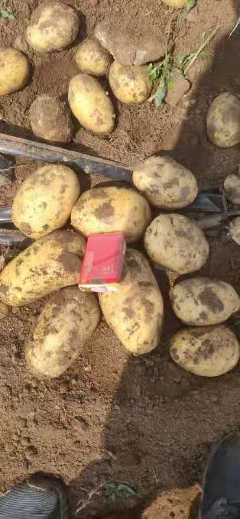 河南精品土豆黄皮黄心，希深6，v7大量上市发往全国各地