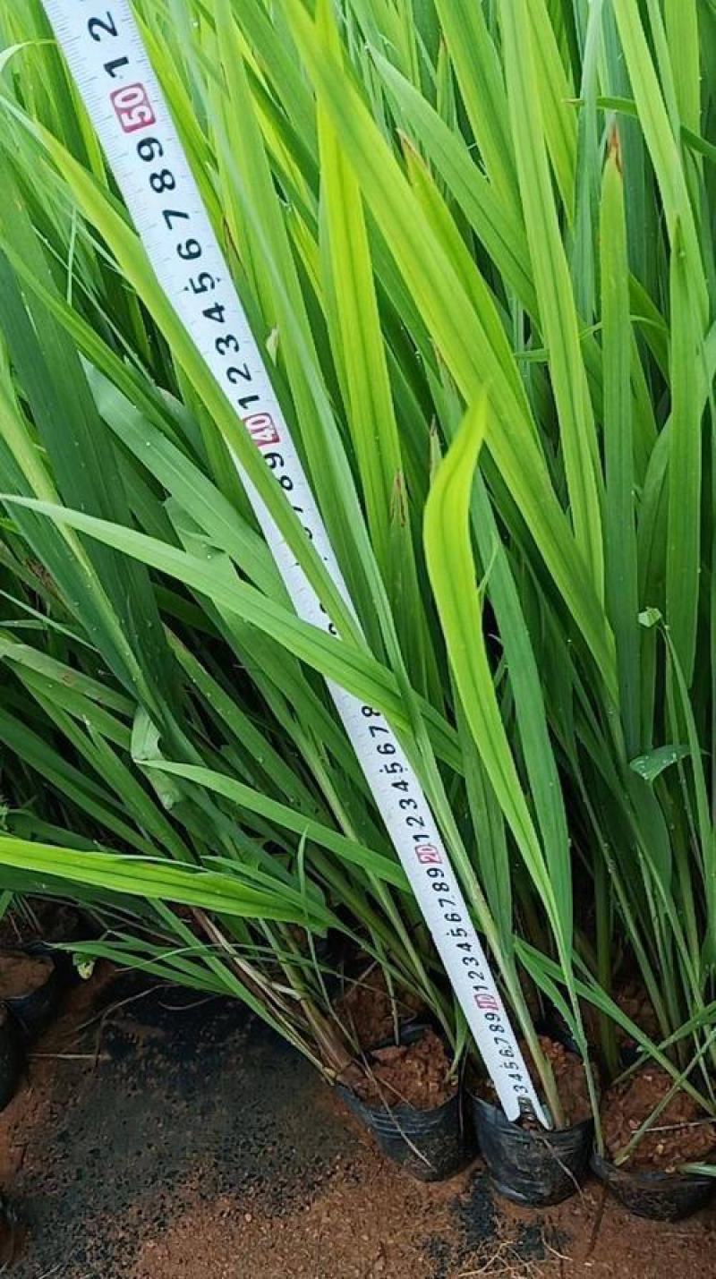花镜植物火星花盆栽室外花园庭院多年生鸢尾科耐热宿根植物