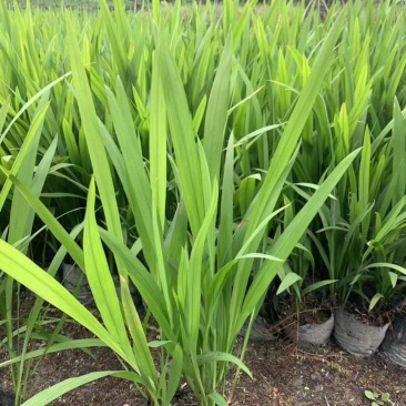 花镜植物火星花盆栽室外花园庭院多年生鸢尾科耐热宿根植物