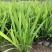 花镜植物火星花盆栽室外花园庭院多年生鸢尾科耐热宿根植物