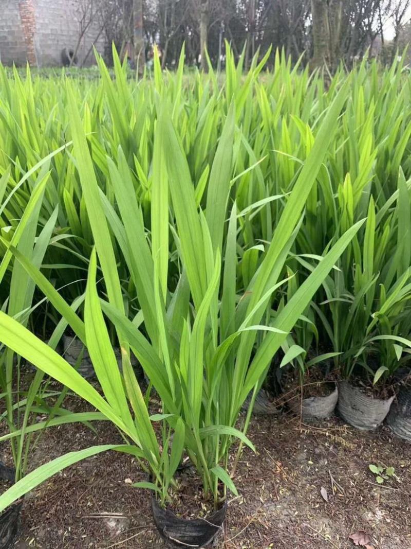 花镜植物火星花盆栽室外花园庭院多年生鸢尾科耐热宿根植物