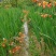 花镜植物火星花盆栽室外花园庭院多年生鸢尾科耐热宿根植物
