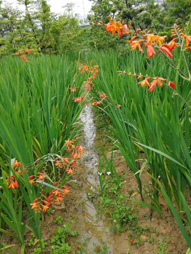 花镜植物火星花盆栽室外花园庭院多年生鸢尾科耐热宿根植物