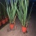 花镜植物火星花盆栽室外花园庭院多年生鸢尾科耐热宿根植物