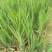 花镜植物火星花盆栽室外花园庭院多年生鸢尾科耐热宿根植物