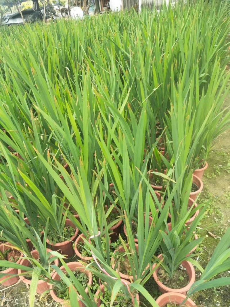 花镜植物火星花盆栽室外花园庭院多年生鸢尾科耐热宿根植物