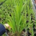 花镜植物火星花盆栽室外花园庭院多年生鸢尾科耐热宿根植物