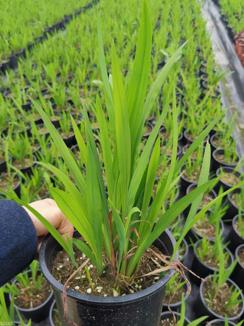 花镜植物火星花盆栽室外花园庭院多年生鸢尾科耐热宿根植物