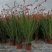 花镜植物火星花盆栽室外花园庭院多年生鸢尾科耐热宿根植物