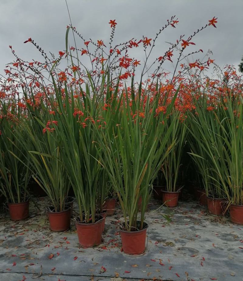花镜植物火星花盆栽室外花园庭院多年生鸢尾科耐热宿根植物