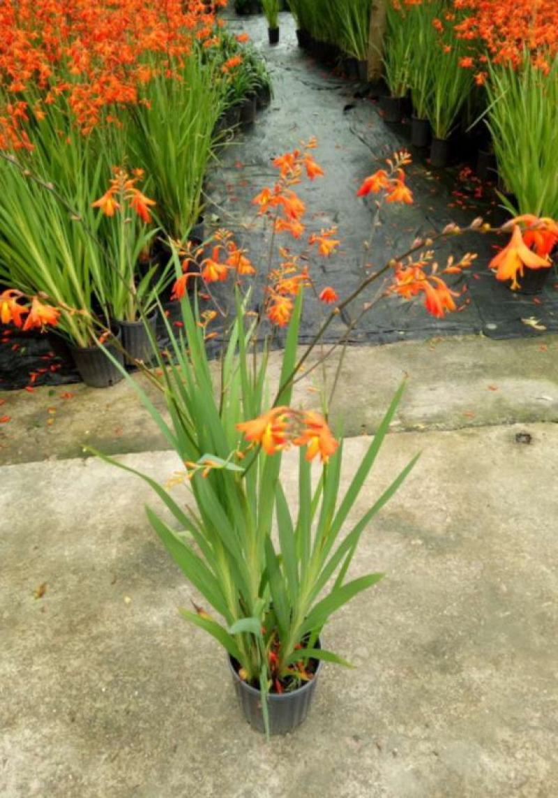 花镜植物火星花盆栽室外花园庭院多年生鸢尾科耐热宿根植物