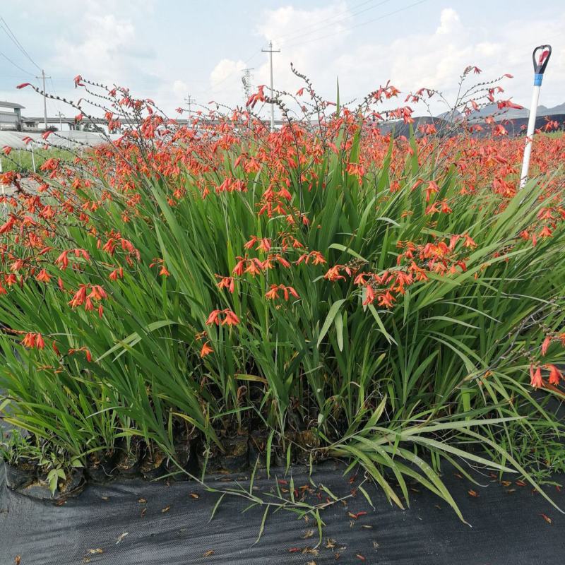 花镜植物火星花盆栽室外花园庭院多年生鸢尾科耐热宿根植物