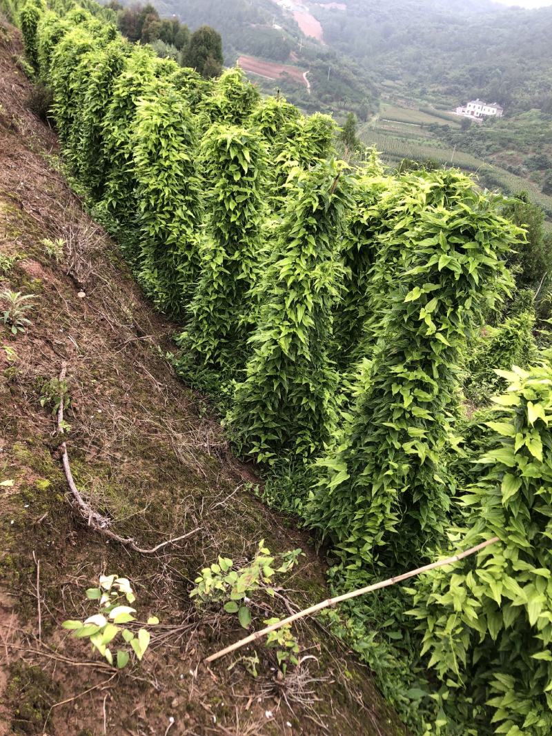 优质云南百部种子对叶百部种子儿多母苦种子基地直发全国包邮