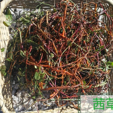 茜草(野生)