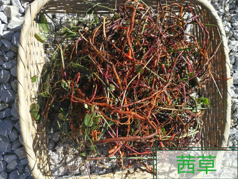 茜草(野生)