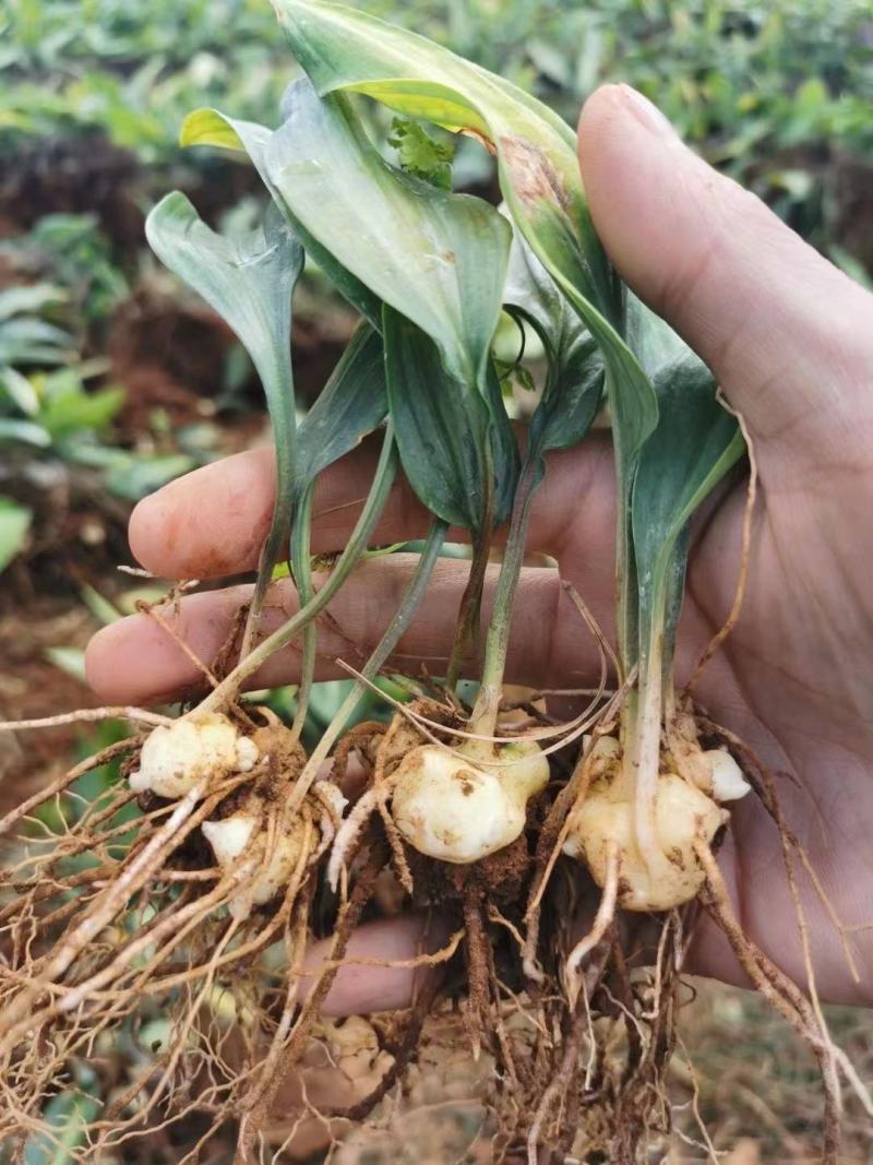 优质云南红花滇黄精苗子节节高苗子基地直供现挖现发顺丰快递