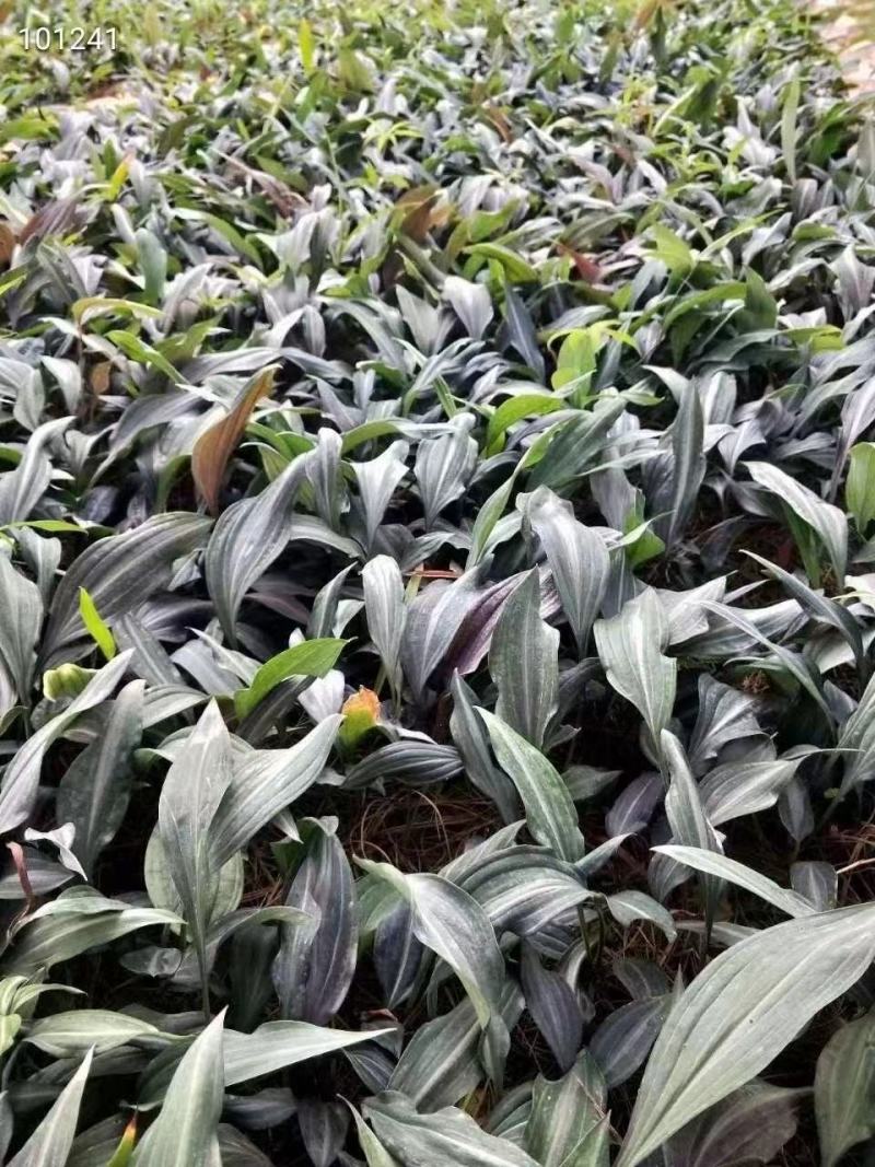 优质云南红花滇黄精苗子节节高苗子基地直供现挖现发顺丰快递