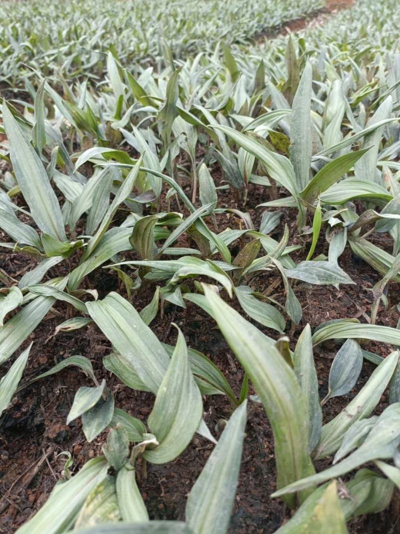 优质云南红花滇黄精苗子节节高苗子基地直供现挖现发顺丰快递