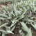 优质云南红花滇黄精苗子节节高苗子基地直供现挖现发顺丰快递