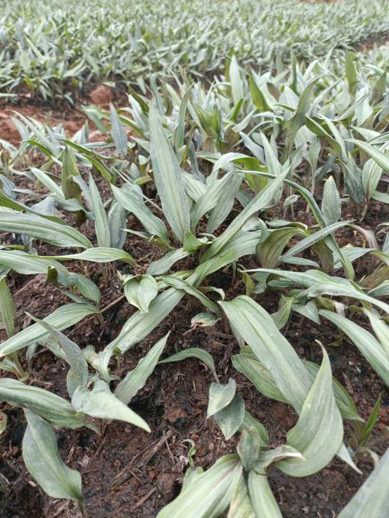 优质云南红花滇黄精苗子节节高苗子基地直供现挖现发顺丰快递