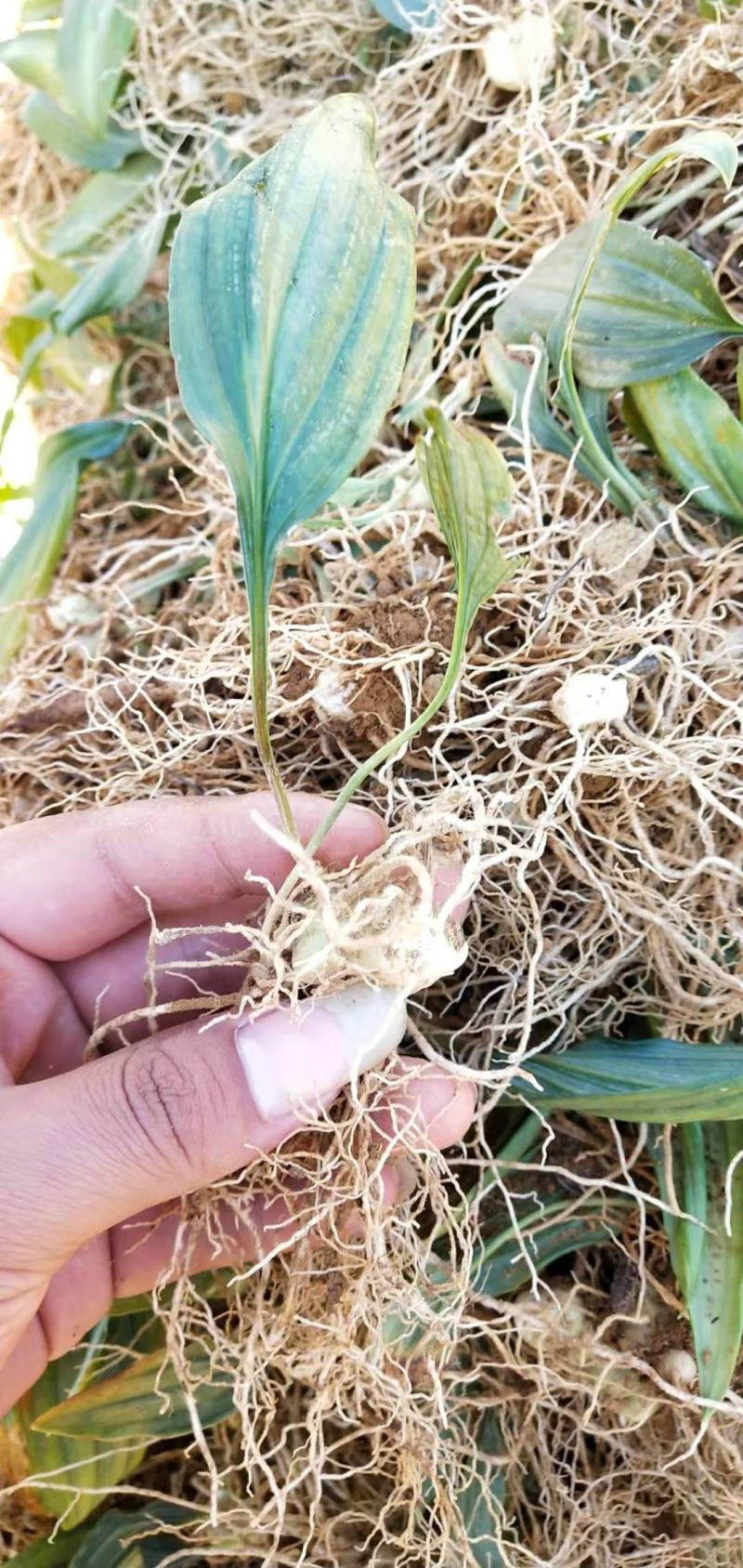 优质云南红花滇黄精苗子节节高苗子基地直供现挖现发顺丰快递
