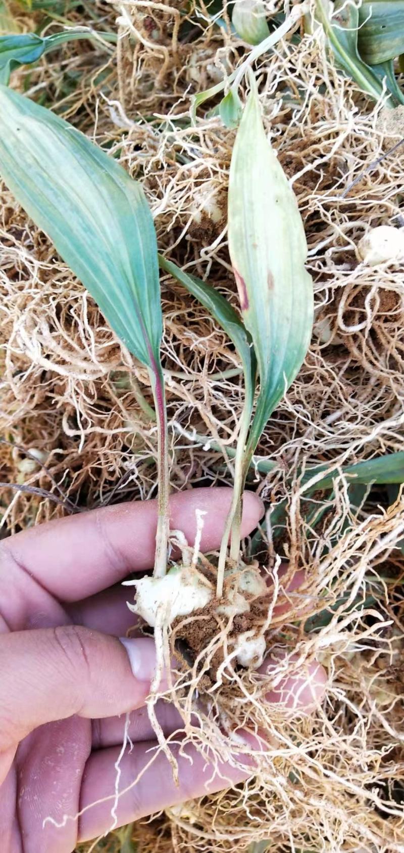 优质云南红花滇黄精苗子节节高苗子基地直供现挖现发顺丰快递