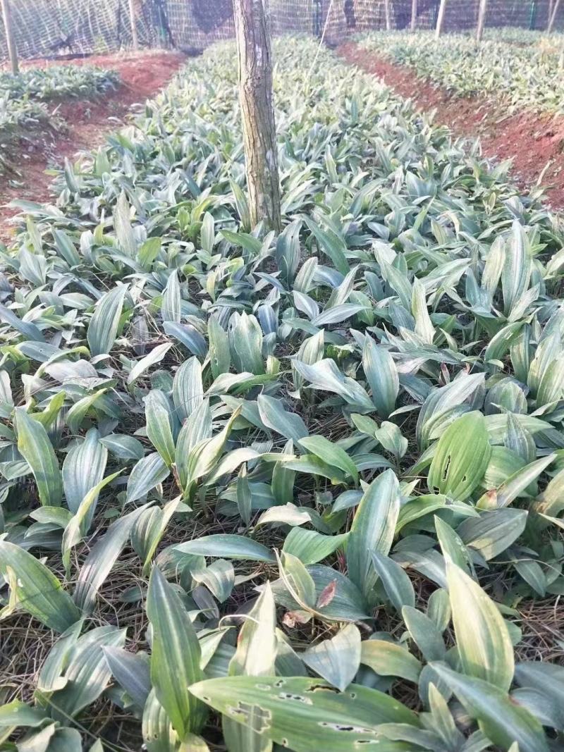 优质云南红花滇黄精苗子节节高苗子基地直供现挖现发顺丰快递