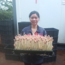 花生芽