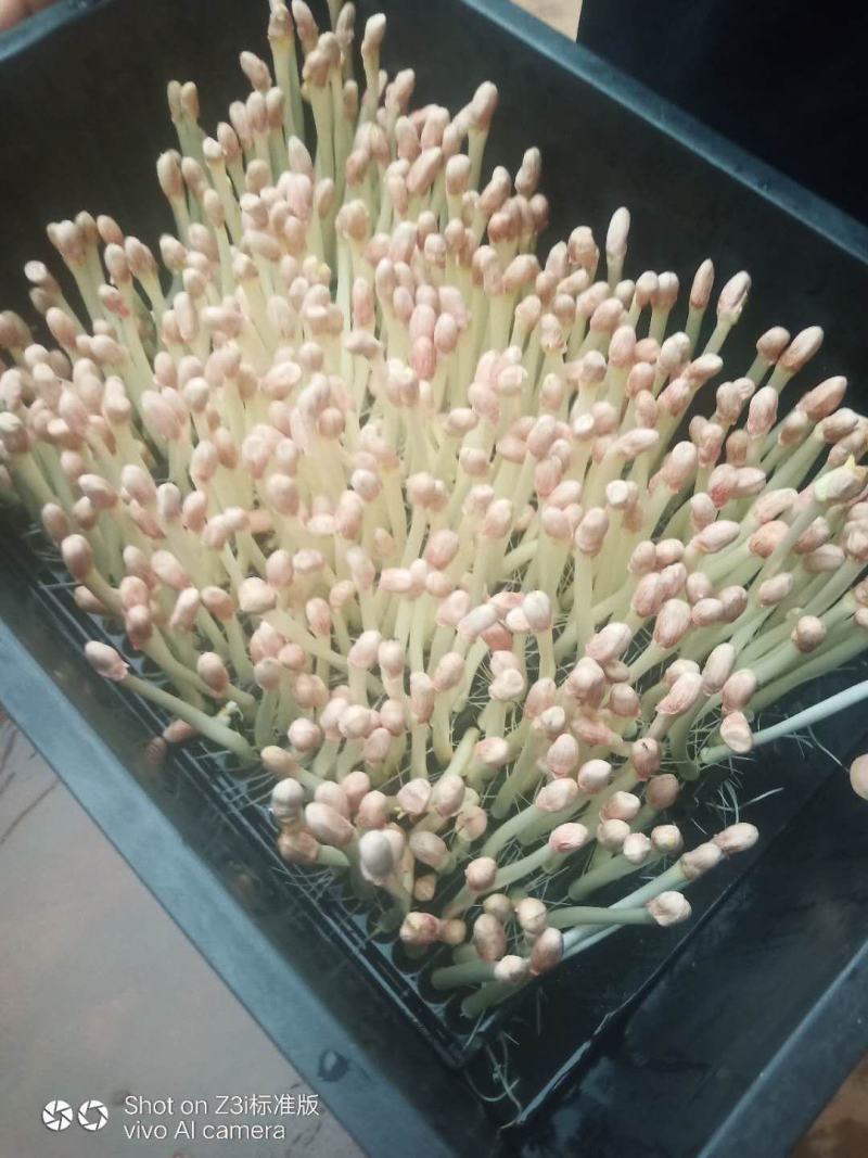 花生芽