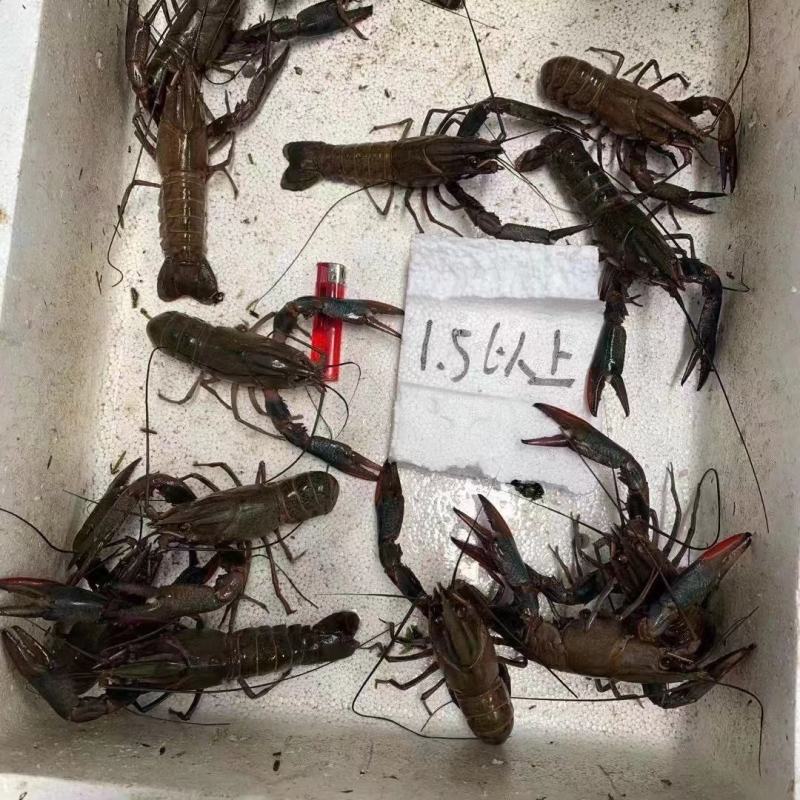淡水澳龙