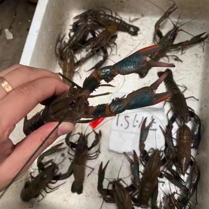 淡水澳龙