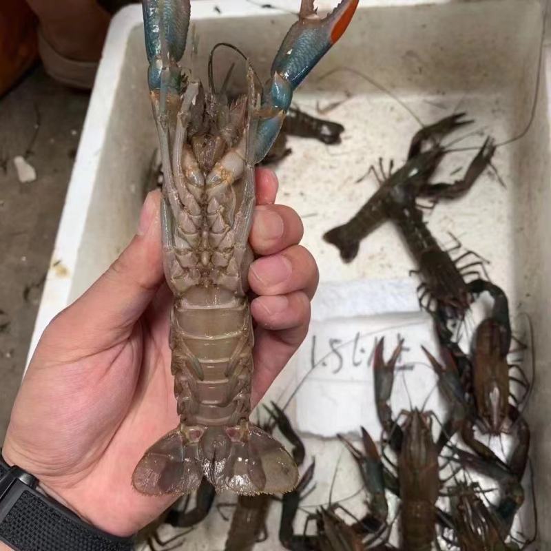 淡水澳龙