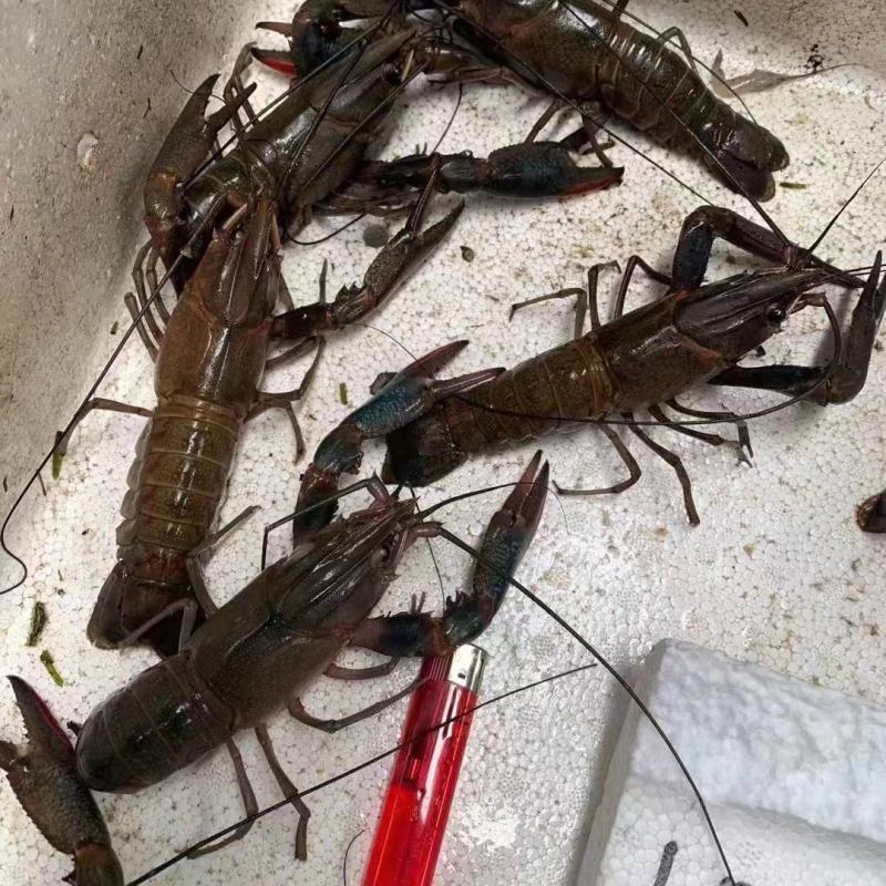 淡水澳龙